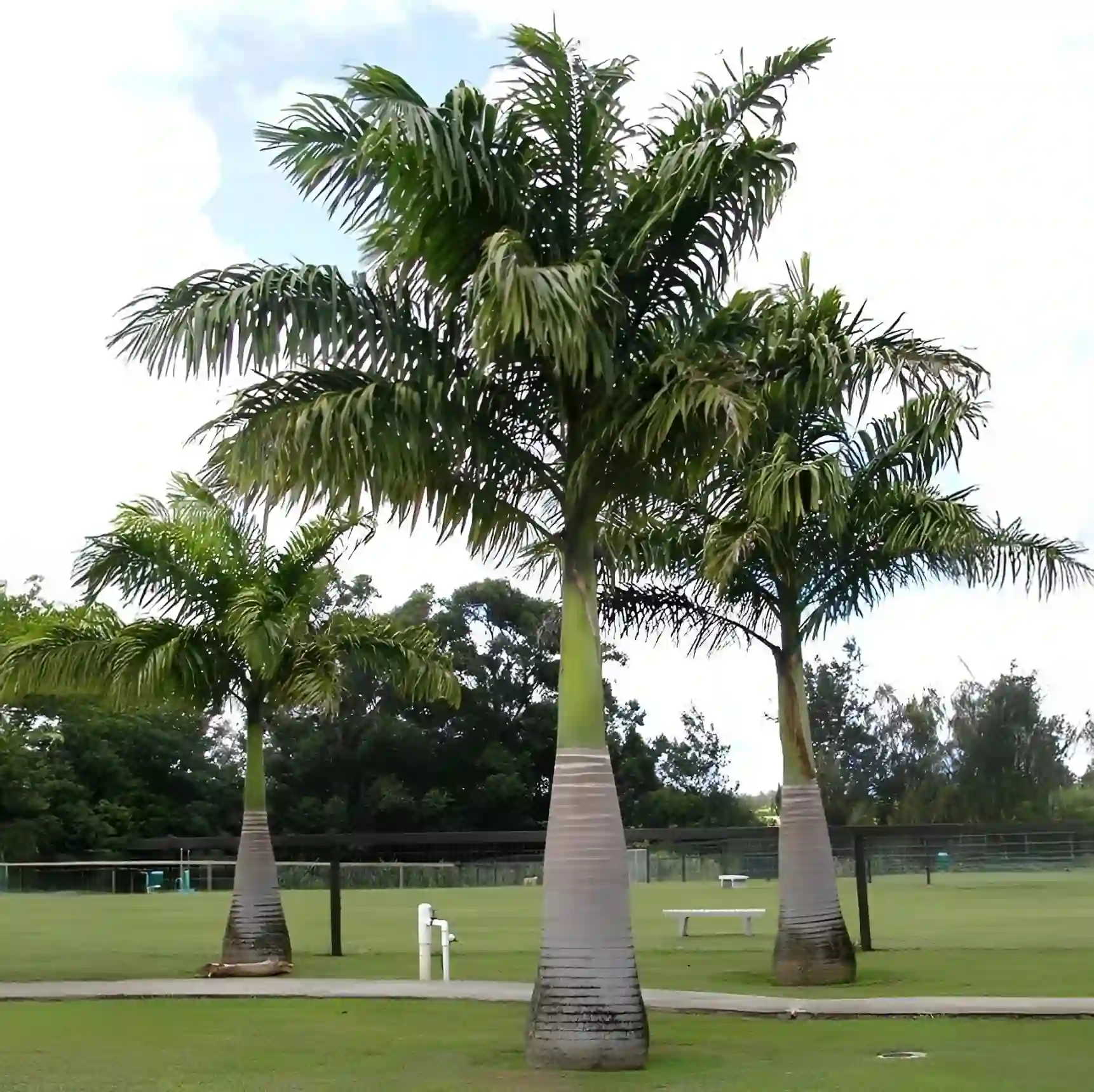 Royal Palm